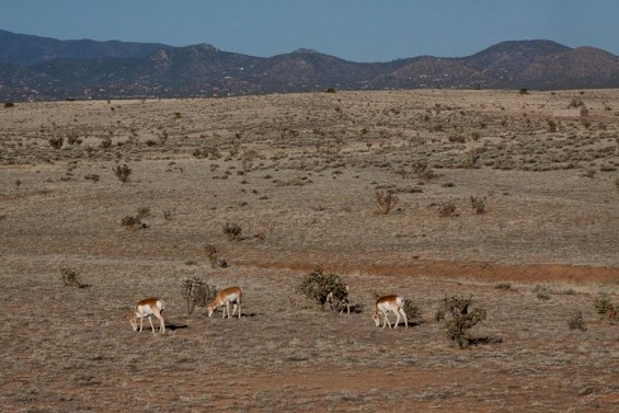 Antelope on the Santa Fe Plains